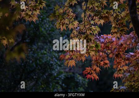 Warmes Herbstlaub der Ahornbäume in goldenen, orangefarbenen und gedämpften Rottönen vor einem tiefgrünen natürlichen Hintergrund. Atmosphärische saisonale Komposition mit weicher De Stockfoto
