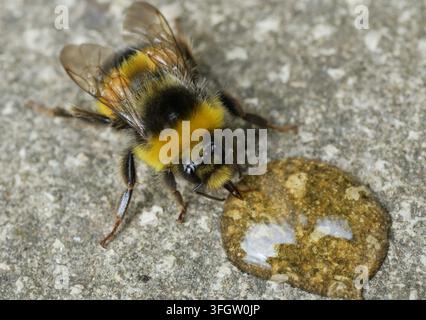 Ein müder Bienenbär, der sich von einem Teelöffel Honig ernährt. Stockfoto