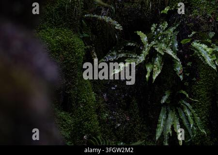 Herz-Zungenfarn, Asplenium scolopendrium, wächst aus moosbedecktem Stein in einer feuchten Waldumgebung neben fließendem Wasser. Detaillierte botanische Ansicht o Stockfoto