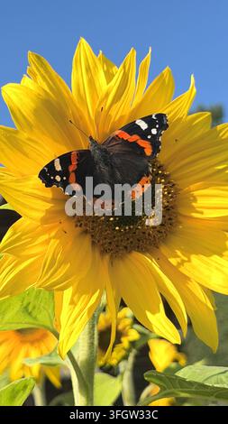 Schmetterling auf gelber Sonnenblume im Sommergarten Stockfoto