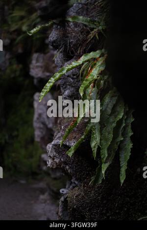 Herz-Zungenfarn, Asplenium scolopendrium, wächst aus moosbedecktem Stein in einer feuchten Waldlandschaft. Lange glänzende grüne Wedel entspringen einer Textur Stockfoto