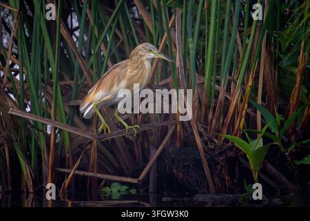 Squacco Heron (Ardeola ralloides) auf der Jagd im Schilf am Seeufer, Lake Victoria, Uganda. Stockfoto