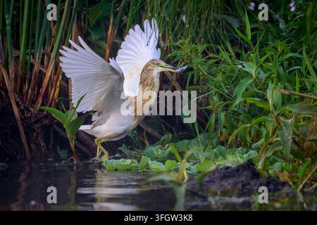 Squacco Heron (Ardeola ralloides) Adult am Ufer mit einem gefangenen Fisch, Victoriasee, Uganda. Stockfoto