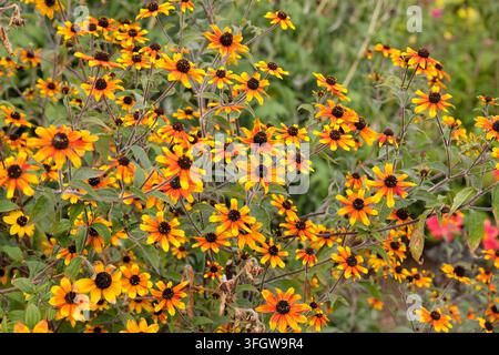 Zarte orange und gelbe Rudbeckia triloba ‘Prairie Glow’ Brown Eyed Susan, blühend. Stockfoto