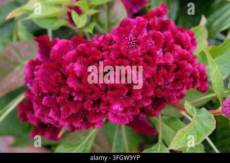 Dunkelroter Burgunder Celosia argentea Sorte cristata ‚Dracula‘, auch bekannt als Hahnenkamm in Blüte. Stockfoto