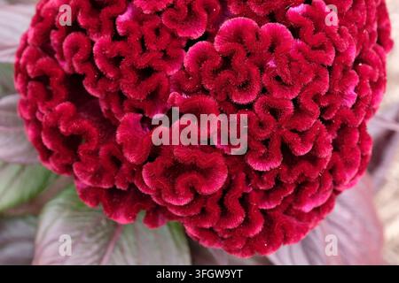 Dunkelroter Burgunder Celosia argentea Sorte cristata ‚Dracula‘, auch bekannt als Hahnenkamm in Blüte. Stockfoto