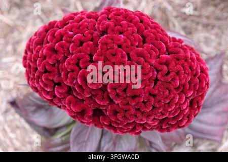 Dunkelroter Burgunder Celosia argentea Sorte cristata ‚Dracula‘, auch bekannt als Hahnenkamm in Blüte. Stockfoto
