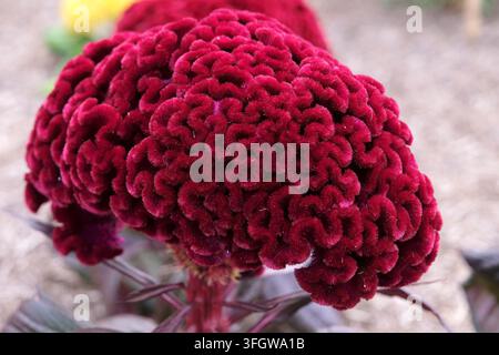 Dunkelroter Burgunder Celosia argentea Sorte cristata ‚Dracula‘, auch bekannt als Hahnenkamm in Blüte. Stockfoto