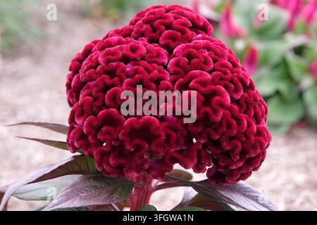 Dunkelroter Burgunder Celosia argentea Sorte cristata ‚Dracula‘, auch bekannt als Hahnenkamm in Blüte. Stockfoto