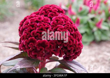 Dunkelroter Burgunder Celosia argentea Sorte cristata ‚Dracula‘, auch bekannt als Hahnenkamm in Blüte. Stockfoto