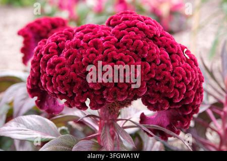 Dunkelroter Burgunder Celosia argentea Sorte cristata ‚Dracula‘, auch bekannt als Hahnenkamm in Blüte. Stockfoto
