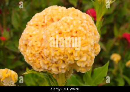 Gelbe Celosia argentea Sorte cristata ‚Chief Gold‘, auch bekannt als Hahnenkamm in Blüte. Stockfoto