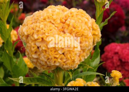 Gelbe Celosia argentea Sorte cristata ‚Chief Gold‘, auch bekannt als Hahnenkamm in Blüte. Stockfoto