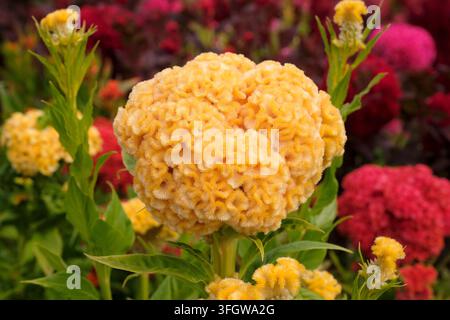 Gelbe Celosia argentea Sorte cristata ‚Chief Gold‘, auch bekannt als Hahnenkamm in Blüte. Stockfoto