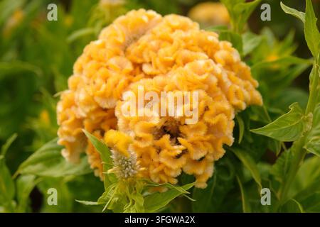 Gelbe Celosia argentea Sorte cristata ‚Chief Gold‘, auch bekannt als Hahnenkamm in Blüte. Stockfoto