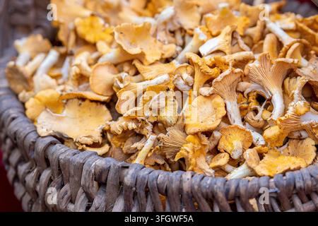Körbchen voller frisch gepflückter Pfifferlinge, auch bekannt als Girolles oder Gold-Pfifferlinge Stockfoto