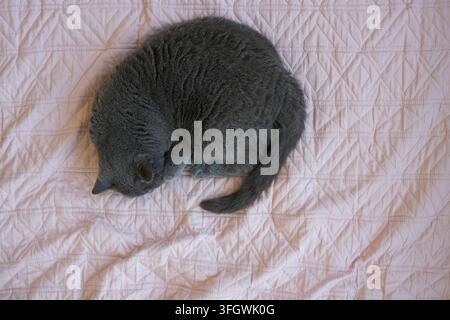 Graue Katze schläft auf rosa Bettüberwurf Stockfoto