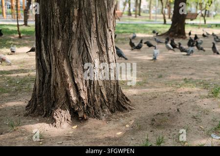 Nahaufnahme eines reifen Baumstamms mit strukturierter Rinde in einem Stadtpark, natürlicher Outdoor-Hintergrund und saisonale Herbststimmung, geeignet für Natur Stockfoto
