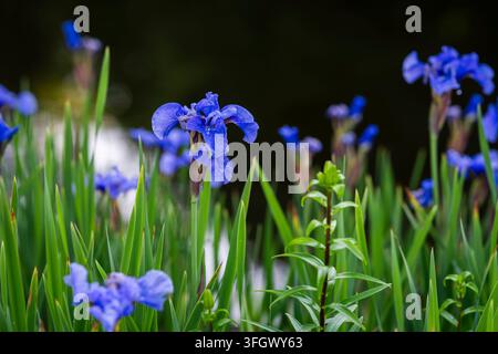 Iris sibirica ‚Super Ego‘, Sibirische Schwertlilie, mit zerknitterten hellblauen Standards und dunkleren violettblauen Blüten, die an den Rändern zu Weiß verblassen. Stockfoto