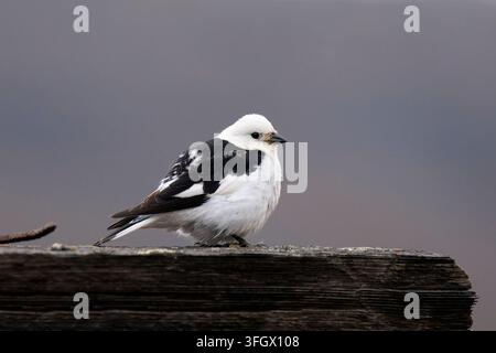 Schneeammer (Plectrophenax nivalis) sitzt auf einem Holzstück, Billefjorden, Spitsbergen, Svalbard-Archipel, Norwegen Stockfoto