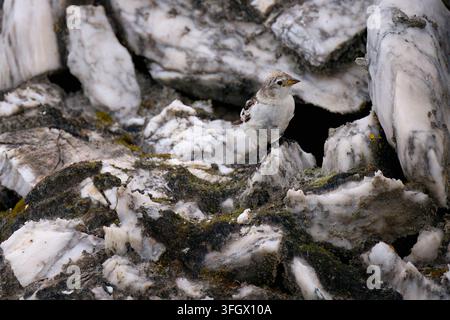 Schneeammer (Plectrophenax nivalis) verlässt ihr Nest in den Felsen, Billefjorden, Spitzbergen, Svalbard-Archipel, Norwegen Stockfoto
