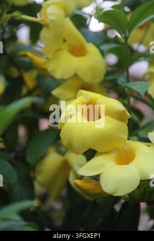 Detaillierte Ansicht von leuchtend gelben Löwenmäulchenblüten in einer Gartenumgebung im Freien Stockfoto