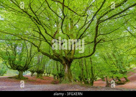 Blick auf die alten moosbewachsenen Buchen im Otzarreta-Wald mit lebendigem grünem Blätterdach und gefallenen Herbstblättern auf dem Boden im Baskenland Stockfoto