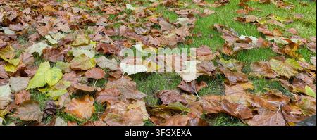 Herbstlaub auf Gras in natürlicher Bodentextur Stockfoto