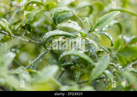 Nahaufnahme schmaler grüner Blätter, die mit Wassertropfen auf Gartengewächs in weichem Bokeh glitzern Stockfoto