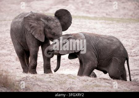 Afrikanische Waldelefanten-Kälber - Loxodonta africana Stockfoto