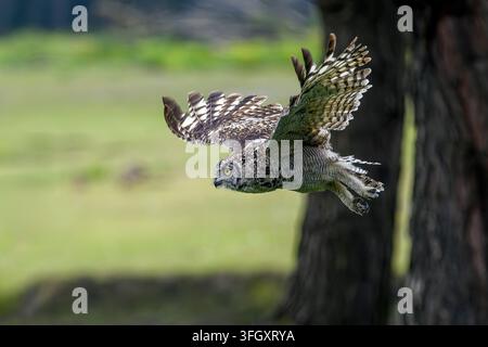 Sperbereule im Flug - Bubo africanus Stockfoto