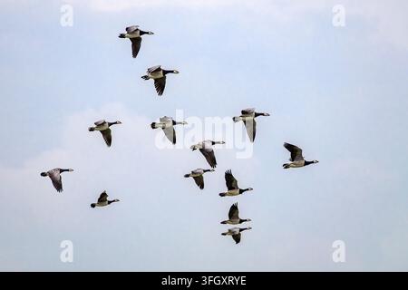 Mauerseeschwalbe - Branta leucopsis Stockfoto