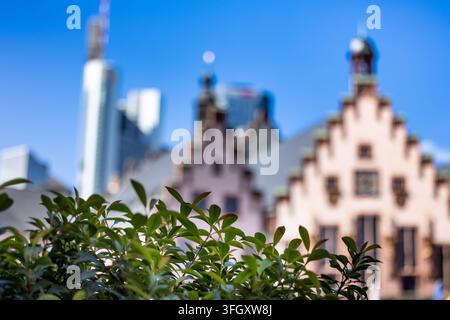 06.09.2026: Grüne Pflanzen im Vordergrund mit dem historischen Rathaus Römer und der Frankfurter Skyline unscharf im Hintergrund. Die Aufnahme verbindet Stockfoto