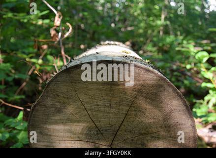 Nahaufnahme eines geschnittenen Birkenstamms mit sichtbaren Baumringen und weißer Rinde Stockfoto