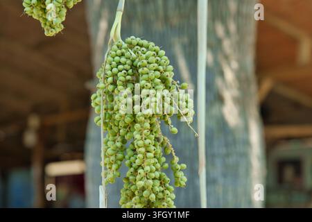 Eine horizontale Nahaufnahme eines hängenden Büschels unreifer grüner Palmfrüchte, die im Freien wachsen, mit einem weichen verschwommenen Stamm im Hintergrund. Stockfoto