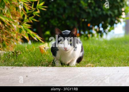 Frontalansicht aus niedriger Perspektive einer schwarz-weißen Smokingkatze, die auf frischem grünen Gras in einer Gartenumgebung hockt und direkt in die Kameralinse schaut mit Stockfoto