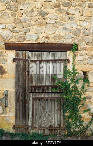 Grüne Efeu, die an einer rustikalen Holzstalltür in der Auvergne, Frankreich, wächst Stockfoto