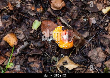 Ein bunter Fliegenpilz liegt teilweise versteckt unter einem gefallenen Eichenblatt, umgeben von trockenem Herbstlaub auf dem Waldboden. Das leuchtende Rot Stockfoto
