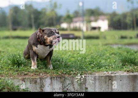 Exotischer Bully-Hund zeigt die Zunge und repräsentiert ein Haustiernahrungs- und Gesundheitskonzept. Sonniger Sommertag in einem öffentlichen Park mit einem Pocket Bully, der seine Leckerei leckt Stockfoto
