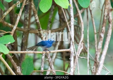 Schwarznapf-Monarch (Hypothymis azurea) Weibchen graziös auf einem Ast sitzend mit weichem blau-grauem Gefieder, hellem Scheitel und dunklem Auge vor einem So Stockfoto