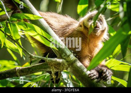 Neugieriger Tamarin-Affe klammert sich an einen sonnenbeschienenen Ast im dichten Blätterdach des Amazonas-Regenwaldes, umgeben von grünen Blättern und Bambus im Tambopata-Nationalreservat Stockfoto