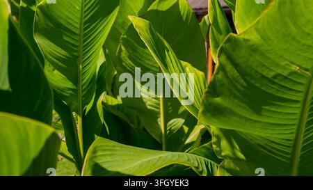 Sonnige lebhafte grüne Canna-Blätter Nahaufnahme, breites tropisches Laub mit Aderstruktur — Helle Gartenhintergrund-Konzept Stockfoto
