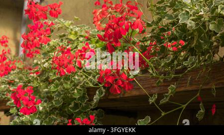 Rot blühendes pelargonium mit efeublättrigen, panaschierten Blättern in einem rustikalen Pflanzgefäß Stockfoto