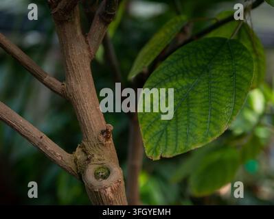 Gepflegte Holzige Zweig mit abgeschnittenem Stumpf und breitem, geädertem Blatt an einem tropischen Baum — Konzept: Baumschnitt und holzige Wachstumsstruktur, botanischer Gartendetail Stockfoto