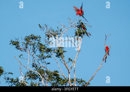 Scharlachara fliegen und landen zwischen hohen Kronenästen vor einem strahlend blauen Himmel im Tambopata-Nationalreservat, Peru, und betonen die lebendige Tropenwelt Stockfoto