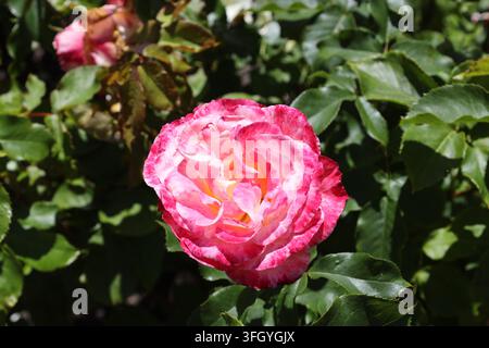Doppelter Delight-Rosenblüte, cremegelbe Mitte, hochzentrierte Form, erdbeerrote Blattränder (Makro, Nahaufnahme, Vollsonne, blättriger grüner Hintergrund) Stockfoto