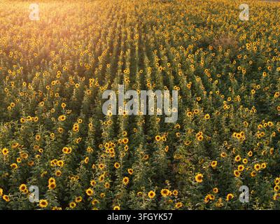 Luftaufnahme eines weiten Feldes mit Sonnenblumen in voller Blüte während der goldenen Stunde, mit Reihen, die sich über die Landschaft in Kakheti, Georgien, erstrecken Stockfoto