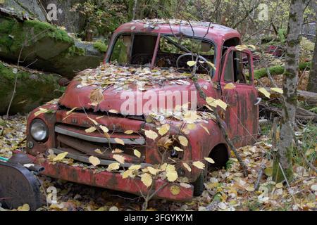 Verlassenes rotes Oldtimer-Auto, das langsam zwischen Bäumen und Vegetation in einem Wald verkommt Stockfoto