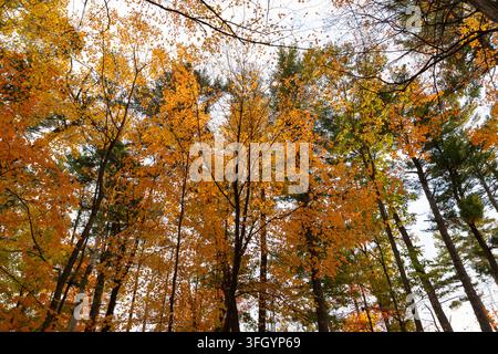 Niedrigwinklige Ansicht eines Herbstbaumbestandes mit gelben Blättern im Wald Stockfoto