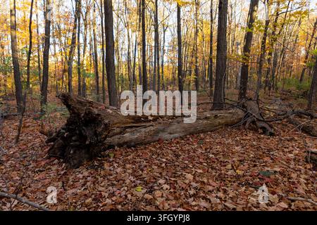 Großer umgestürzter Baumstamm, der auf dem mit trockenen Herbstblättern bedeckten Boden im Wald liegt. Stockfoto